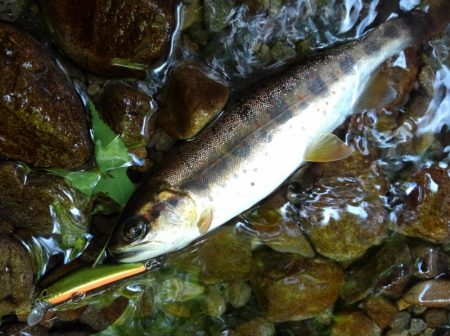 渓流ミノーイング ～長良川水系～